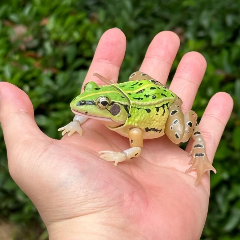 Science Nature - BANDAI officiel réaliste grenouille tachetée noire