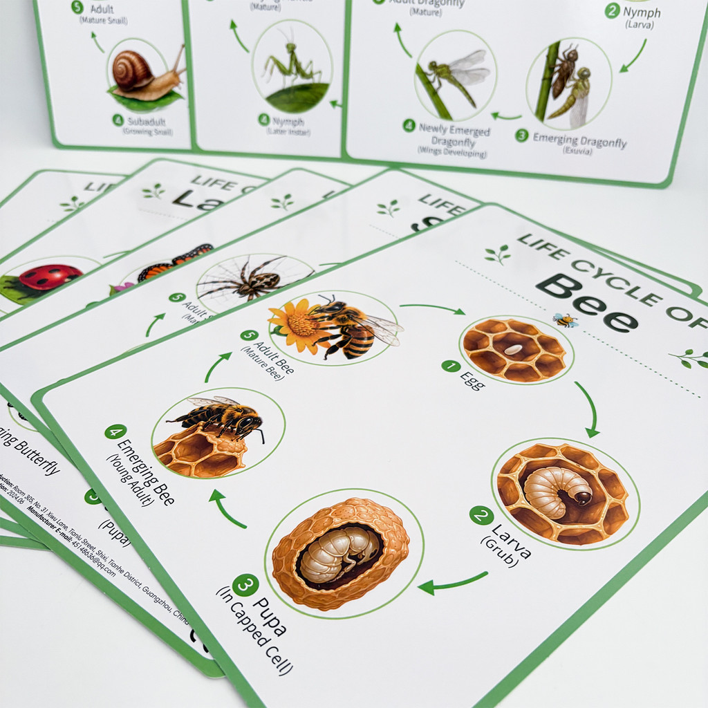 8 affiches éducatives sur le c - Science Nature avis et prix