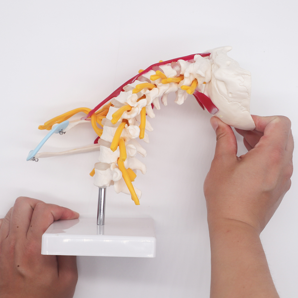 Modèle d'anatomie de la colonn - Science Nature avis et prix